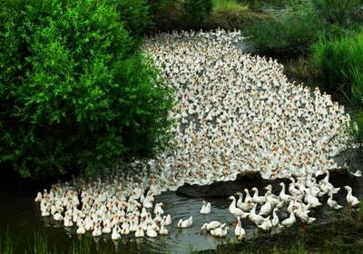 黑龍江省五大連池市:礦泉特色產業