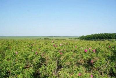 黑龍江 五大連池市興隆鄉舉辦第四屆玫瑰花節_其它_網