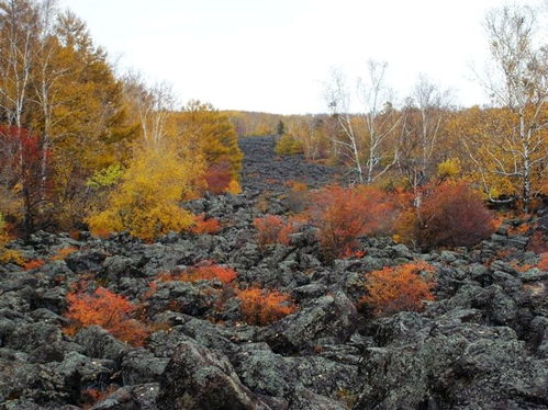 五大連池風光 powered discuz