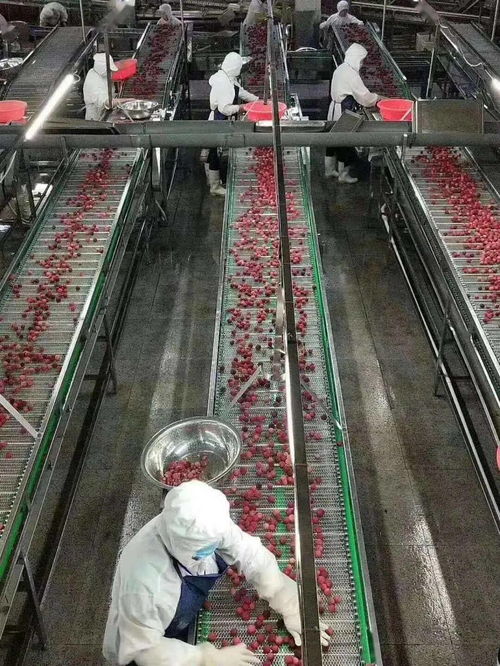 湖北食品廠根據(jù)生產(chǎn)計劃,為滿足生產(chǎn)需求,現(xiàn)面向社會招收一批季節(jié)性員工