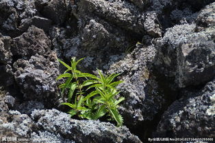 五大連池火山植物圖片 探索火山地貌上的生態奇觀